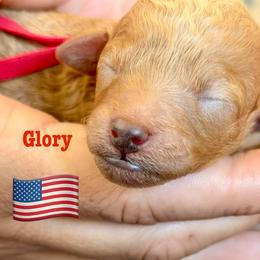 Glory - Red  female Poodle puppy in Ardmore, Oklahoma from The Poodles of Green Acres