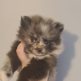 Pomeranian Puppies from Bella Luna Pomeranians