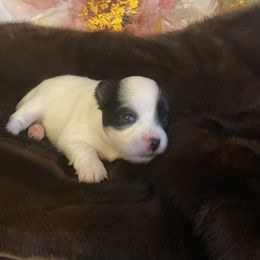Lola - Black and white female Chihuahua puppy in Red Bluff, California from Aye Chihuahua