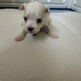 Donatello - White male Maltipoo puppy in Raleigh, North Carolina from Loveable Litters