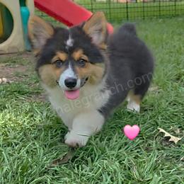 Girl 1 - Black and tan female Pembroke Welsh Corgi puppy in Jacksonville, Texas from ArmnalegRanch LLC