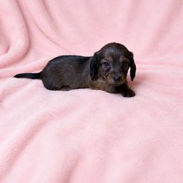 Vada - Red female Dachshund puppy in Richmond, Virginia from Paw Prints