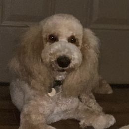 Clancy - Poodle