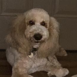 Clancy - Poodle