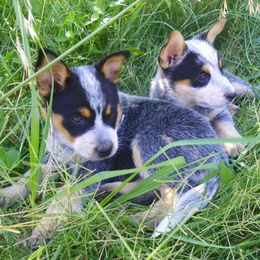 Australian Cattle Dog Puppies from Willowbrook Kennels
