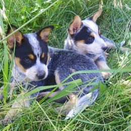 Australian Cattle Dog Puppies from Willowbrook Kennels