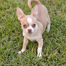 Boy 3 - Chihuahua puppy in Gray, Louisiana from Chi Chi's Place