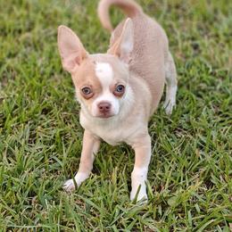 Boy 3 - Chihuahua puppy in Gray, Louisiana from Chi Chi's Place