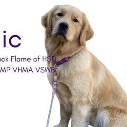 Magic - Golden Retriever