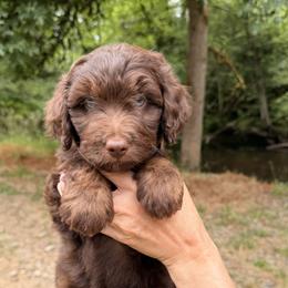 Aussiedoodle, Bordoodle, Goldendoodle, and Poodle Puppies from Korbella Farm