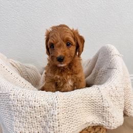 Boy 2 - Apricot male Goldendoodle puppy in Godley, Texas from Godley Designer Doodles