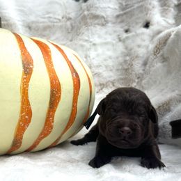 Black Collar Male - Chocolate male Labrador Retriever puppy in Kissimmee, Florida from SunState Labs