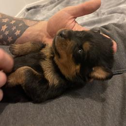 Rottweiler Puppies from Vom Allegiance Haus