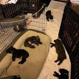 Cane Corso Puppies from RiverStone Gardens