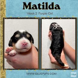 Matilda (Purple girl) - Tri-color female Bernedoodle puppy in Boiling Springs, South Carolina from OlliePups, LLC
