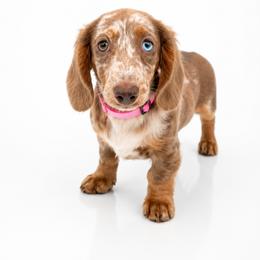 Karla - Dapple female Dachshund puppy in Illinois from William Rotsaert