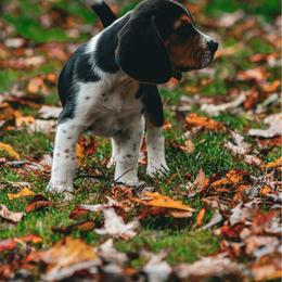 Beagle puppies from Fable & Fern Beagles