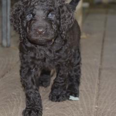 English Cocker Spaniel and Irish Water Spaniel Puppies from Landacre Irish Water Spaniels and English Cocker Spaniels
