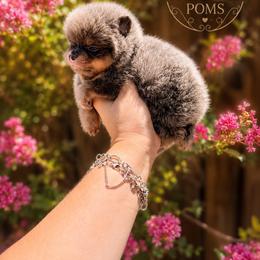 Blue and tan female - Blue and tan female Pomeranian puppy in Eagle Pass, Texas from Texas Tumbleweed Poms