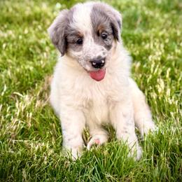 Bruce - Blue merle male Assorted Doodle Crosses puppy in Ohio from Holley Doodles