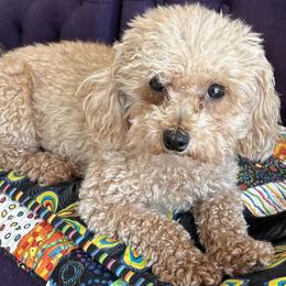 Poodle puppies from Star Catcher Pups