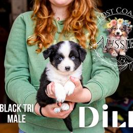 Dill - Black tri male Miniature American Shepherd puppy in Ferndale, California from Lost Coast Aussies