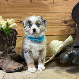 Pink Collar Girl - Blue merle female Australian Shepherd puppy in Van Wert, Ohio from Northwest Ohio Aussies