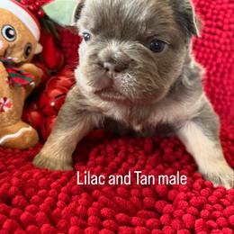Moose - Blue male French Bulldog puppy in Klamath Falls, Oregon from S-D Frenchies