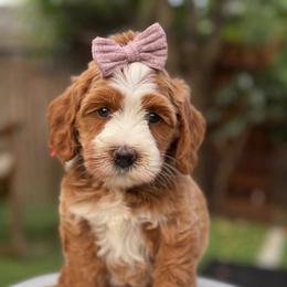 Papaya - Red female Australian Labradoodle puppy in Morgan Hill, California from Loving Labradoodles