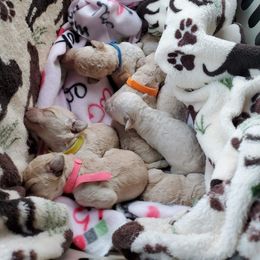 Poodle Puppies from Bellissimo Standard Poodles