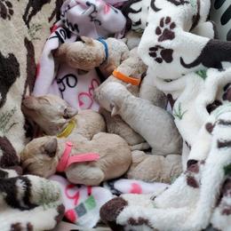 Poodle Puppies from Bellissimo Standard Poodles