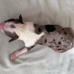 Boy 3 - Blue merle male Aussiedoodle puppy in Reddick, Florida from Cooper’s Mini Doodles