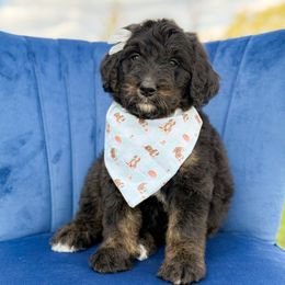 Maple (girl) - Phantom female Bernedoodle puppy in Bellville, Ohio from Bernedoodle Buddies