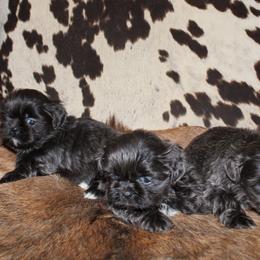 Blue girl 3 - Blue female Shih Tzu puppy in Newark, Ohio from Gemini Kennels