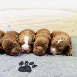 Cavapoo puppies from Cavapoos of the Carolinas