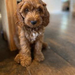 Cockapoo Puppies from Chesapeake Cockapoos
