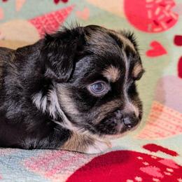 Girl 1 - Black tri female Toy Australian Shepherd puppy in Shepherd, Texas from GAMALA Farm & Kennels