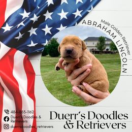 Goldendoodle and Golden Retriever Puppies from Duerr's Doodles & Retrievers