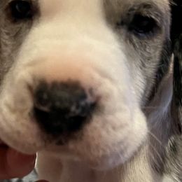 Great Danes from MorningStarz Great Danes