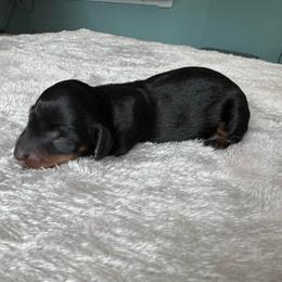 Shimmer - Black and tan female Dachshund puppy in Live Oak, Florida from Johnson’s Weiner Farm