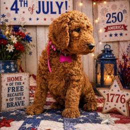 Princess Charlotte Red Rosa - Red  female Poodle puppy in Woodbridge, Virginia from Rosa Red Standard Poodles