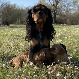 Cavapoos from Wright cavapoos