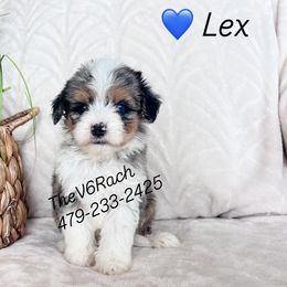 Boy 2 - male Aussiedoodle puppy in Sulphur Bluff, Texas from V6 Ranch Dogs