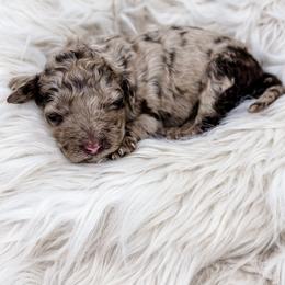 Brown Merle boy - Merle male Labradoodle puppy in Davison, Michigan from Dreaming Doodles