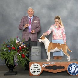 American Staffordshire Terrier All Grown Up from Explicit Amstaffs Of New England