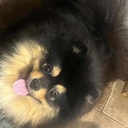 Pomeranian All Grown Up from Raja & Emri’s Adventures