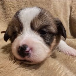 Kringle - Sable male Pembroke Welsh Corgi puppy in Hebron, Kentucky from The Clever Corgi