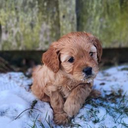 Cavapoo Puppies from Jessie's Puppies