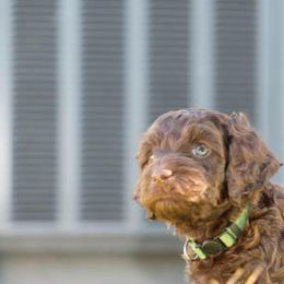 Cockapoo Puppies from JP Cockapoos LLC