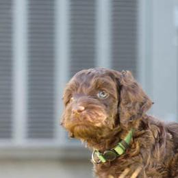 Cockapoo Puppies from JP Cockapoos LLC